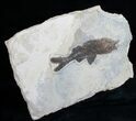 Dapalis Fossil Fish From France - #6533-2